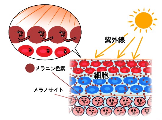 �n��A���T�[,���e,���N,���̎q,�_�C�G�b�g,����